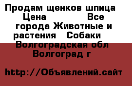 Продам щенков шпица › Цена ­ 20 000 - Все города Животные и растения » Собаки   . Волгоградская обл.,Волгоград г.